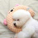 521 이미지