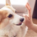 우리집강아지 애견미용 이미지