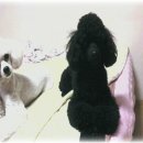 알콩달콩 이미지