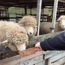 토담목장 이미지