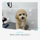 뽀송하개 애견미용 이미지