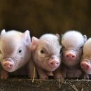 붉은돼지 이미지