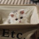 (주)모렉스 이미지