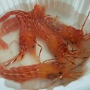 독도마차 이미지