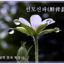 선모신파(鮮侔晨葩), 이미지
