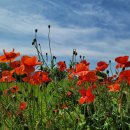 강가의 추억 이미지