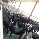 늘푸른염소농장 이미지