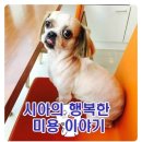 시아동물병원 이미지