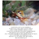 초 희귀동물 톱 1 0 (2탄) 이미지