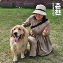 주노랩(주) | 강원도 축제 춘천 반려동물 페스티벌 반려견동반 가을 여행 후기