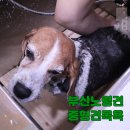 펫미장원 공감 이미지