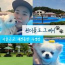 서울애견 | 원더풀도그베이 후기, 서울근교 애견동반 여행으로 다녀온 안성 애견수영장