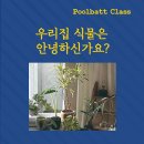 [구민선호]초보식집사를 위한 식물키우기 | 가드닝클래스 식물을 직접 심어보는 원데이 수업 반려식물 키우기