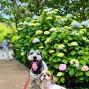 정량동사무소 | 통영 애견동반 여행 추천! 이순신공원에서 만개한 수국 꽃구경 우리 강아지와 힐링 타임 🐾