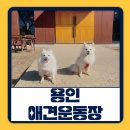 운동장 | 용인애견운동장 테일45 프라이빗 강아지 운동장 대관 후기