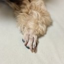 이디야구월팬더점