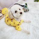 댕스토리 이미지