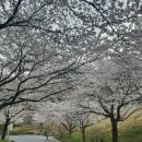 한수제포장마차 | 나주 한수제 벚꽃구경 솔직 후기