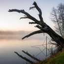 고목나무 이미지