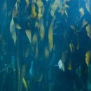 바다의숲 이미지