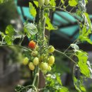 토마토재배 이미지
