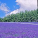 국철농장 이미지