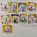 애견미용실 몽자네 이미지