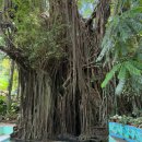 올드 트리 | 시키호르 올드트리(Old Enchanted Balete Tree) 발레테 나무 닥터피쉬 입장료 및 후기