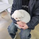 앞마당 | 심장마비올 뻔한 대형견 카페 울산 삼산 프로네 앞마당 내돈내산후기