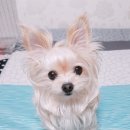 도기그룸 이미지
