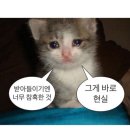 코테 이미지