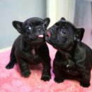 흑꼬 카카오 검색결과