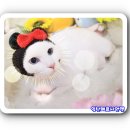 벨라레오