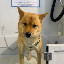 샤워하시개 이미지