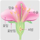 달콤열매 이미지