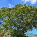 비암2리 | 부여출장뷔페로 진행한 팔순잔치 케이터링 만족도 솔직 후기