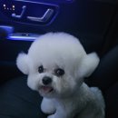 SNU반려동물검진센터 | [SNU 반려동물검진센터] 서울대수의사 출신의 의료진&amp; 강아지.고양이 프리미엄 검진센터