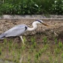 부자민박 이미지