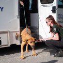 DOG IN US 이미지