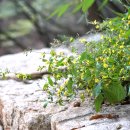 이고들빼기[Asteraceae (국화과) ＞ Crepidiastrum (갯고들빼기속) ＞ denticulatum (이고들빼기)] 이미지