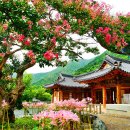 (여행) 7, 8월 만개하는 배롱나무꽃 명소 이미지