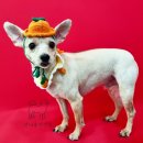 원더풀펫살롱 이미지