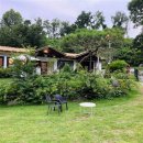 아름다운 애견 이미지