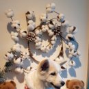 퍼플댕댕 이미지