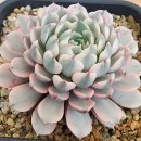 새로운 에케 크루 (CLUE) 입니다 이미지