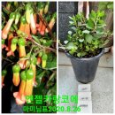카랑코에 이미지