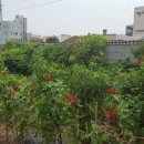 김경룡 카카오 검색결과