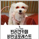 비안코 포레스트 이미지