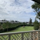 서쪽강생이 이미지