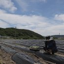 칠성면업사 이미지